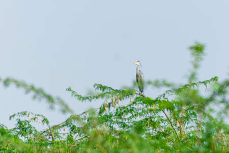Great blue heron at Jeddah, Saudi arabiaの写真素材