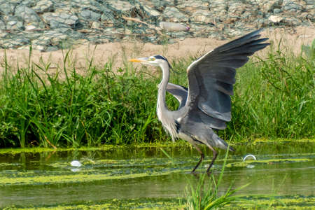 Great blue heron at Jeddah, Saudi arabiaの写真素材