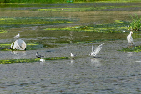 Birds at water canal Jeddah, Saudi arabiaの写真素材