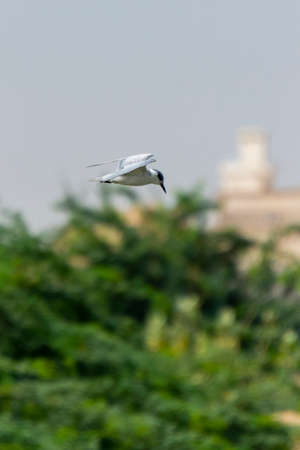 Birds at water canal Jeddah, Saudi arabiaの写真素材