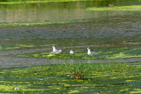 Birds at water canal Jeddah, Saudi arabiaの写真素材