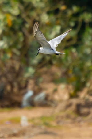 Birds at water canal Jeddah, Saudi arabiaの写真素材