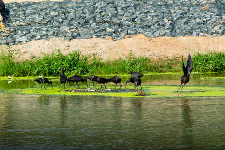 Glossy Ibis at Jeddah, Saudi arabiaの写真素材