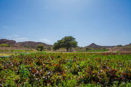beautiful farm field located at Taif, Saudi arabiaの写真素材