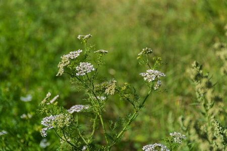 Wild Chervil Flowerの写真素材