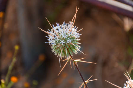 Globe thistle flower close up shotの写真素材
