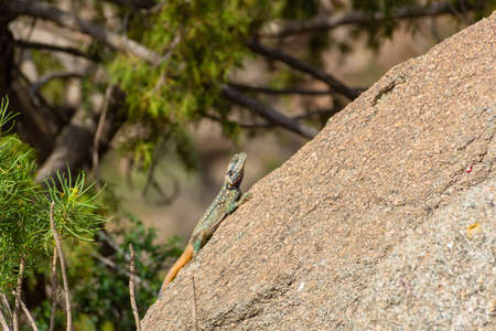 Rock agama from Taif, Saudi arabiaの写真素材