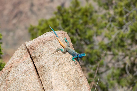 Rock agama from Taif, Saudi arabiaの写真素材