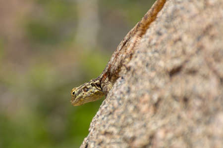 Peninsular Rock Agama from Taif, Saudi arabia