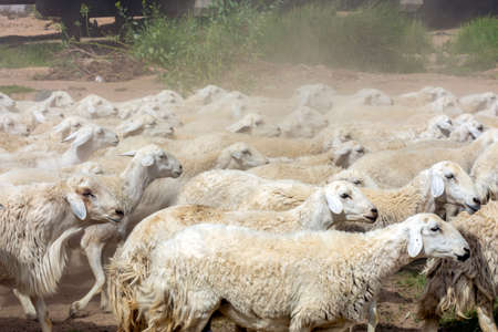 Sheep grazing, mountain valley in Taif Saudi arabiaの写真素材