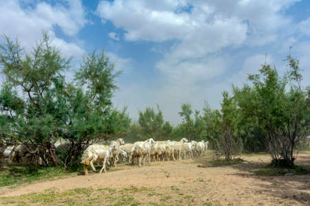 Sheep grazing, mountain valley in Taif Saudi arabiaの写真素材