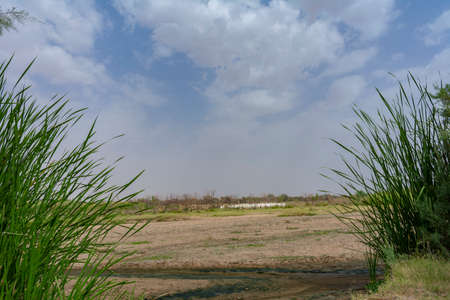 Sheep grazing, river valley in Taif Saudi arabiaの写真素材