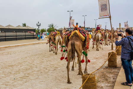 Camels march in Souk okaz historical festival in Taif, Saudi arabia (29-06-2018)のeditorial素材