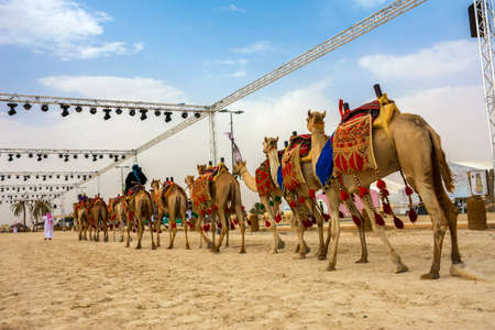 Camels march in Souk okaz historical festival in Taif, Saudi arabia (29-06-2018). The Souk Okaz festival in Taif is the re-birth of an ancient Arabian market dating back to Pre-Islamic times.のeditorial素材