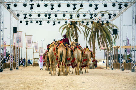 Camels march in Souk okaz historical festival in Taif, Saudi arabia (29-06-2018). The Souk Okaz...