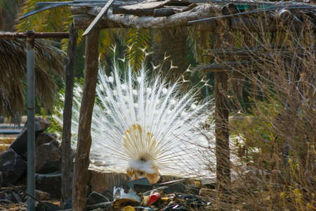 Dancing white peacock in Jeddah, Saudi arabiaの写真素材