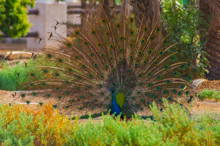 Dancing peacock in Jeddah, Saudi arabia