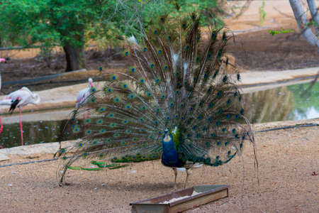 Dancing peacock in Jeddah, Saudi arabiaの写真素材
