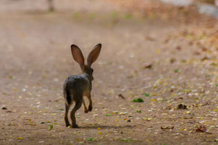cottontail rabbit,  Jeddah, Saudi arabiaの写真素材