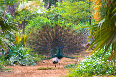 Dancing peacock in Jeddah, Saudi arabiaの写真素材