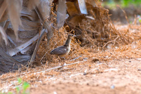 Baby peacock at Jeddah, Saudi arabiaの写真素材