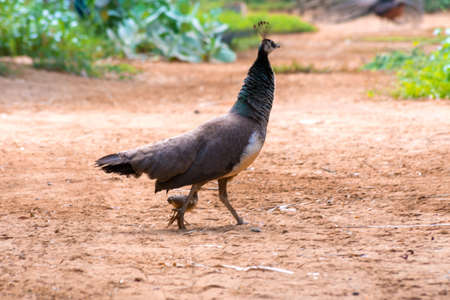 Peahen with baby peacock at Jeddah, Saudi arabiaの写真素材