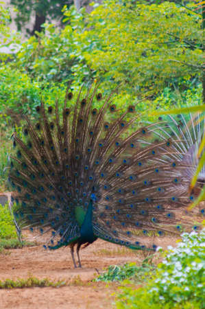Dancing peacock in Jeddah, Saudi arabiaの写真素材