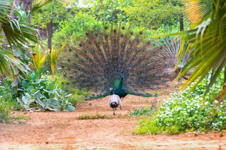 Dancing peacock in Jeddah, Saudi arabiaの写真素材