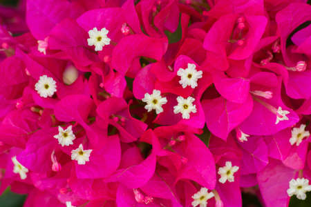 Bougainvillea flower close up shot full frame imageの写真素材