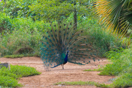 Dancing peacock in Jeddah, Saudi arabiaの写真素材