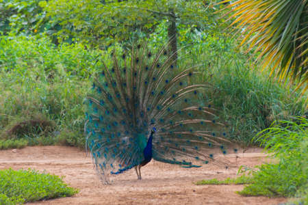 Dancing peacock in Jeddah, Saudi arabiaの写真素材