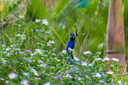 Dancing peacock in Jeddah, Saudi arabiaの写真素材