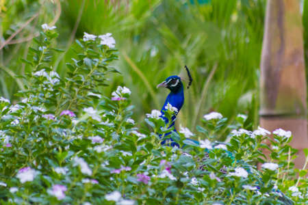 Peacock close up shot from Jeddah, Saudi arabiaの写真素材