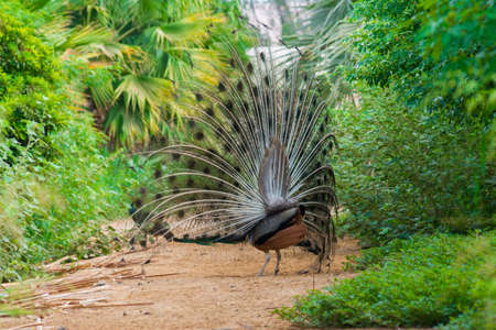 Dancing peacock in Jeddah, Saudi arabiaの写真素材
