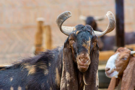 Goat close up shot from jeddahの写真素材