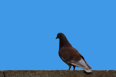 Peagion in blue sky backgroundの写真素材