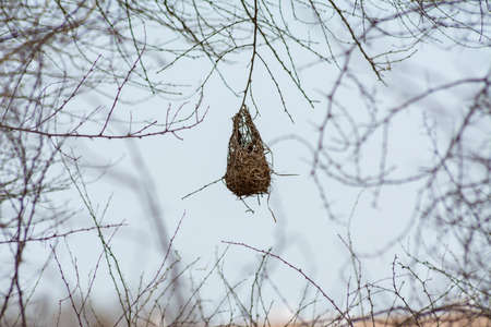 Sparrow nest at Jeddah, Saudi arabiaの写真素材