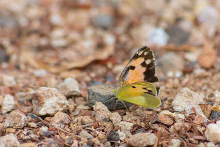 Small yellow butterfly at Jeddah, Saudi arabiaの写真素材