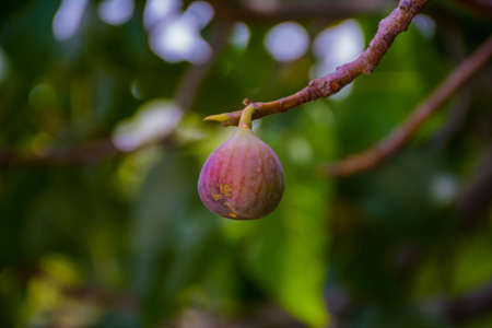 Common fig (Ficus carica) at Banisaad, Saudi arabia