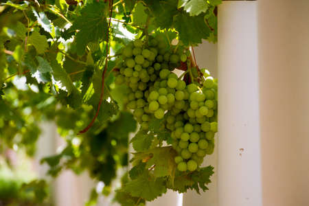 Green grapes at Banisaad, Saudi arabia