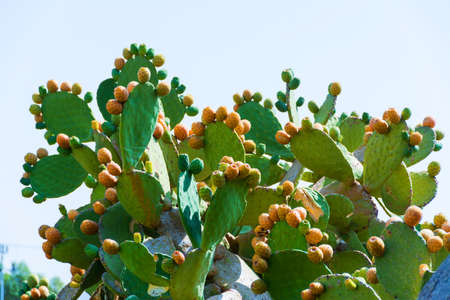 cactus fruit on cactus plant