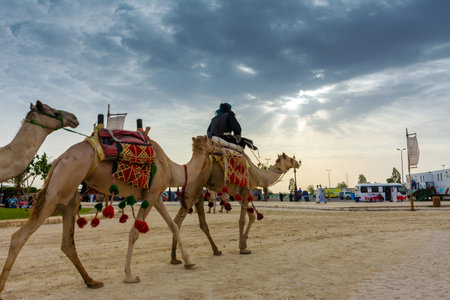 Camels march in Souk okaz historical festival in Taif, Saudi arabia (13-07-2018). The Souk Okaz festival in Taif is the re-birth of an ancient Arabian market dating back to Pre-Islamic times.のeditorial素材
