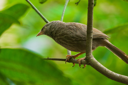 Yellow billed babbler