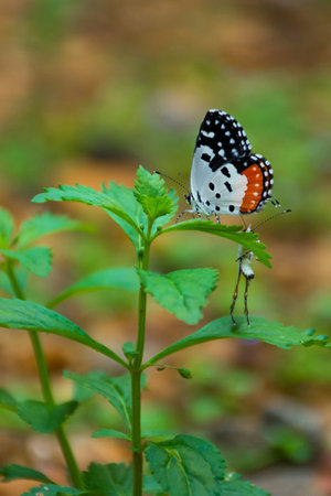 Red Pierrot butterfly at Kerala, South Indiaの写真素材