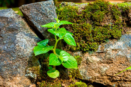 Peperomia pellucida also known by common names pepper elder, shining bush plantの写真素材