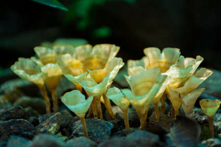 Auricularia auricula judaeの写真素材