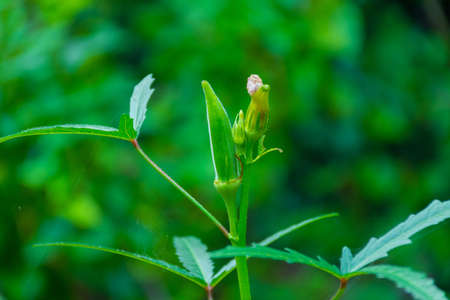 Okra, known in many English-speaking countries as ladies' fingers or ochro, is a flowering plant in...