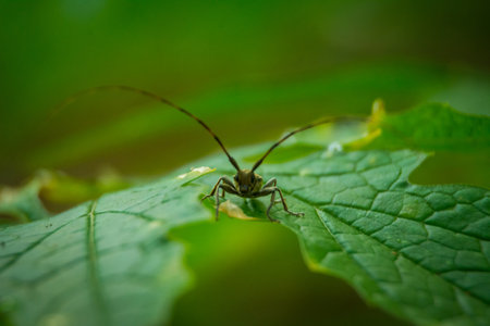 Insect macro close up shotの写真素材