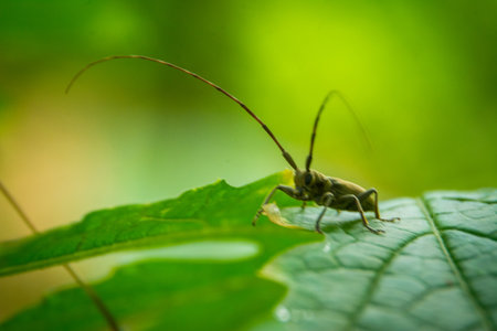 Insect macro close up shotの写真素材