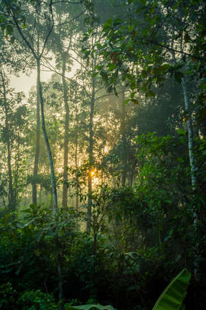 Foggy morning at forest, Kerala, South India